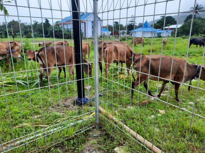 22 Sapi Bantuan Mentan SYL ke Unismuh Telah Berkandang Di Bolangi