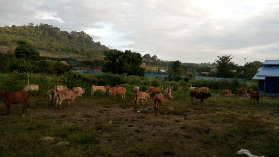 50 Sapi Bantuan Mentan SYL ke Unismuh Makassar 5 Ekor Telah Melahirkan