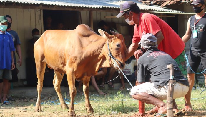 Hukum Berkurban dalam Keadaan Berutang dan Upah Panitia Kurban