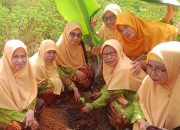 Aisyiyah Pangkep Tanam Puluhan Pohon Produktif, Bantu Pemerintah Tambah Ruang Terbuka Hijau
