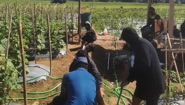 Mahasiswa Vokasi Teknik Pertanian UMS Rappang Bangun Irigasi Tetes untuk Budidaya Melon di P4S Bukit Melintang