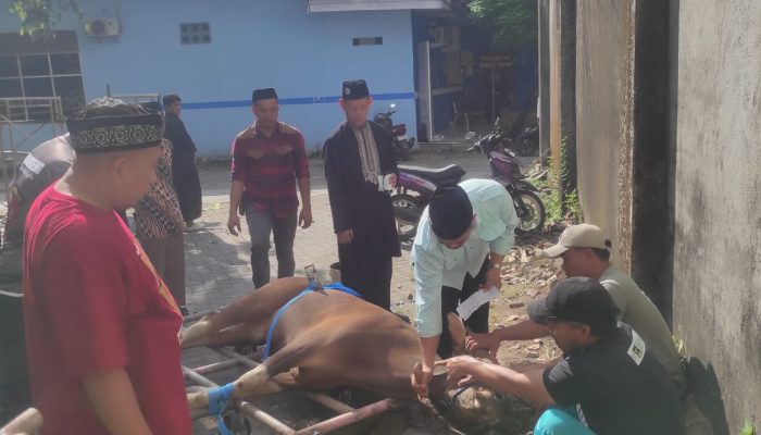 Iduladha 1447 H, Unismuh Makassar Potong  Hewan Kurban 28 Ekor Sapi dan 10  Ekor Kambing