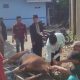 Iduladha 1447 H, Unismuh Makassar Potong  Hewan Kurban 28 Ekor Sapi dan 10  Ekor Kambing