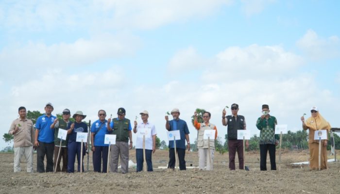 Penanaman Bibit Cabai di Wajo Jadi Ikhtiar Muhammadiyah Tingkatkan Produktivitas dan Pendapatan Petani