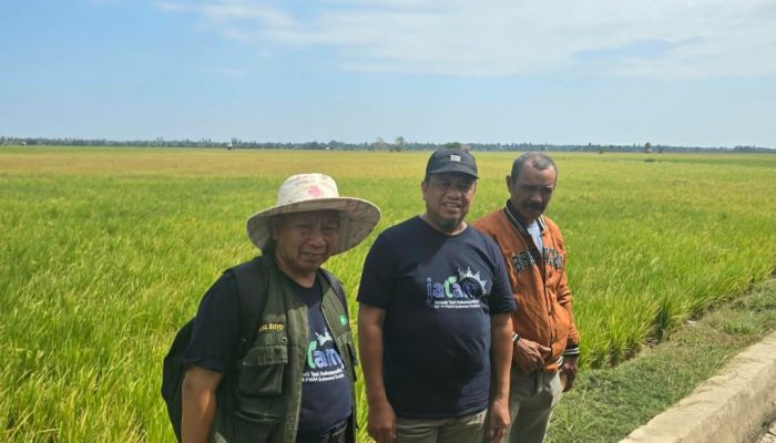 Ribuan Hektar Sawah Terancam Gagal Panen, Muhammadiyah Sulsel Dorong Penanganan Bersama