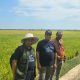 Ribuan Hektar Sawah Terancam Gagal Panen, Muhammadiyah Sulsel Dorong Penanganan Bersama