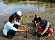 PWK UM Palopo Tanam Mangrove, Perkuat Ketahanan Pesisir